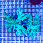 Sinularia Leather Coral Indonesia (click for more detail)