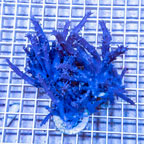 LiveAquaria® Three Pack Cultured Tree Coral  (click for more detail)