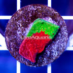 USA Cultured Ultra Chalice Coral (click for more detail)