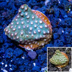 LiveAquaria® Cultured Cyphastrea Frag coral (click for more detail)