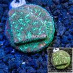 LiveAquaria® Cultured Leptoseris Coral  (click for more detail)