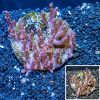 Tree Coral Indonesia (click for more detail)