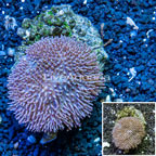 Toadstool Leather Coral Indonesia (click for more detail)