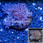 Xenia Coral Indonesia (click for more detail)