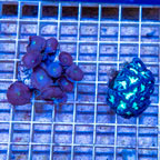 LiveAquaria® Two Pack Cultured Protopalythoa and Brain Coral (click for more detail)