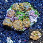 Rhodactis Mushroom Coral Indonesia  (click for more detail)