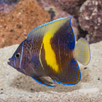 Maculosus Angelfish (click for more detail)