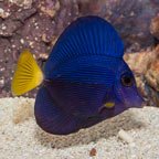 Purple Tang [Blemish] (click for more detail)