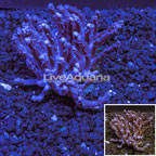 Tree Coral Indonesia (click for more detail)