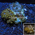 Zoanthus Coral Indonesia (click for more detail)