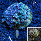  Goniopora Coral Indonesia  (click for more detail)