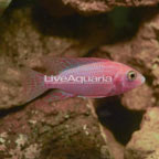 Dragon Blood Peacock Cichlid (click for more detail)