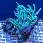 Sinularia Leather Coral Vietnam (click for more detail)