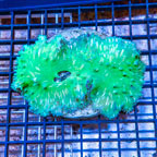 Green Cabbage Leather Coral Indonesia (click for more detail)