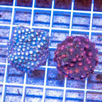 LiveAquaria® Two Pack Cultured Cyphastrea Coral (click for more detail)