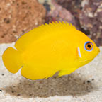 Lemon Peel Angelfish (click for more detail)