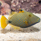 Undulated Triggerfish (Blemish) (click for more detail)