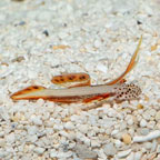 Flaming Prawn Goby (click for more detail)
