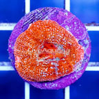 USA Cultured Acan Bowerbanki Coral (click for more detail)
