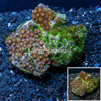 Zoanthus Coral Indonesia (click for more detail)