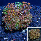 Zoanthus Coral Indonesia (click for more detail)