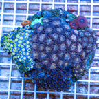 Zoanthus Coral Indonesia (click for more detail)