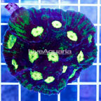 Chalice Coral Indonesia (click for more detail)