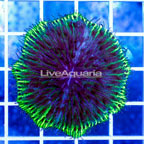 Short Tentacle Plate Coral Indonesia (click for more detail)