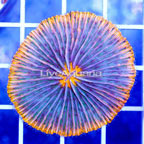 Short Tentacle Plate Coral Indonesia (click for more detail)