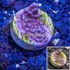 LiveAquaria® Cultured Montipora Coral (click for more detail)