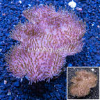 Toadstool Mushroom Leather Coral Indonesia (click for more detail)