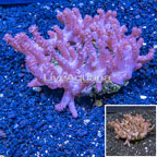 Tree Coral Indonesia (click for more detail)