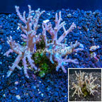 Sinularia Leather Coral Indonesia (click for more detail)