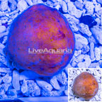 Caribbean Ball Sponge (click for more detail)