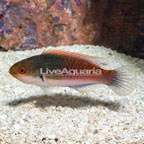 Blue sided Wrasse (click for more detail)