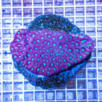 Ultra Favia Brain Coral Indonesia (click for more detail)