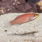 Scarlet Pin Stripe Wrasse (click for more detail)