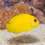 Lemon Peel Angelfish (click for more detail)