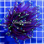 Black Torch Coral Indonesia (click for more detail)