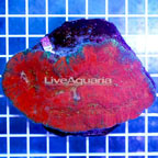 Australomussa Coral Indonesia (click for more detail)