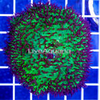  Amplexidiscus Mushroom Indonesia (click for more detail)