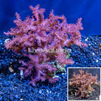  Pineapple Tree Coral Indonesia (click for more detail)