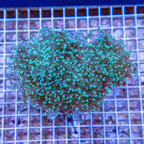 Frogspawn Coral Indonesia (click for more detail)