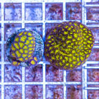 LiveAquaria® Two Pack Cultured Leptastrea Coral (click for more detail)