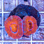 LiveAquaria® Cultured Acan Lord Coral (click for more detail)