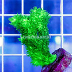 USA Cultured Hydnophora Coral (click for more detail)