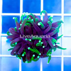 USA Cultured Torch Coral (click for more detail)