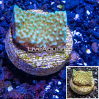 LiveAquaria® Cultured Montipora Coral (click for more detail)