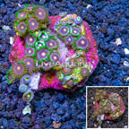 Zoanthus Coral Indonesia (click for more detail)