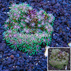 Starburst Polyps Indonesia (click for more detail)